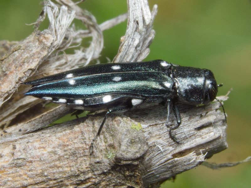 Agrilus guerinii Lacordaire in Boisduval & Lacordaire, 1835